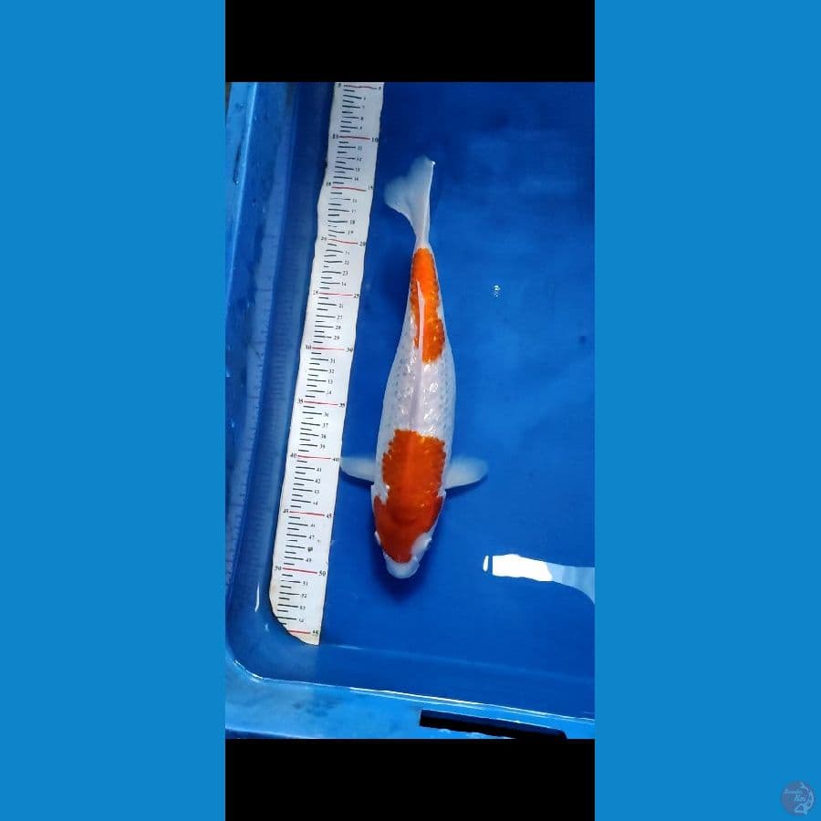 kohaku gin 33cm