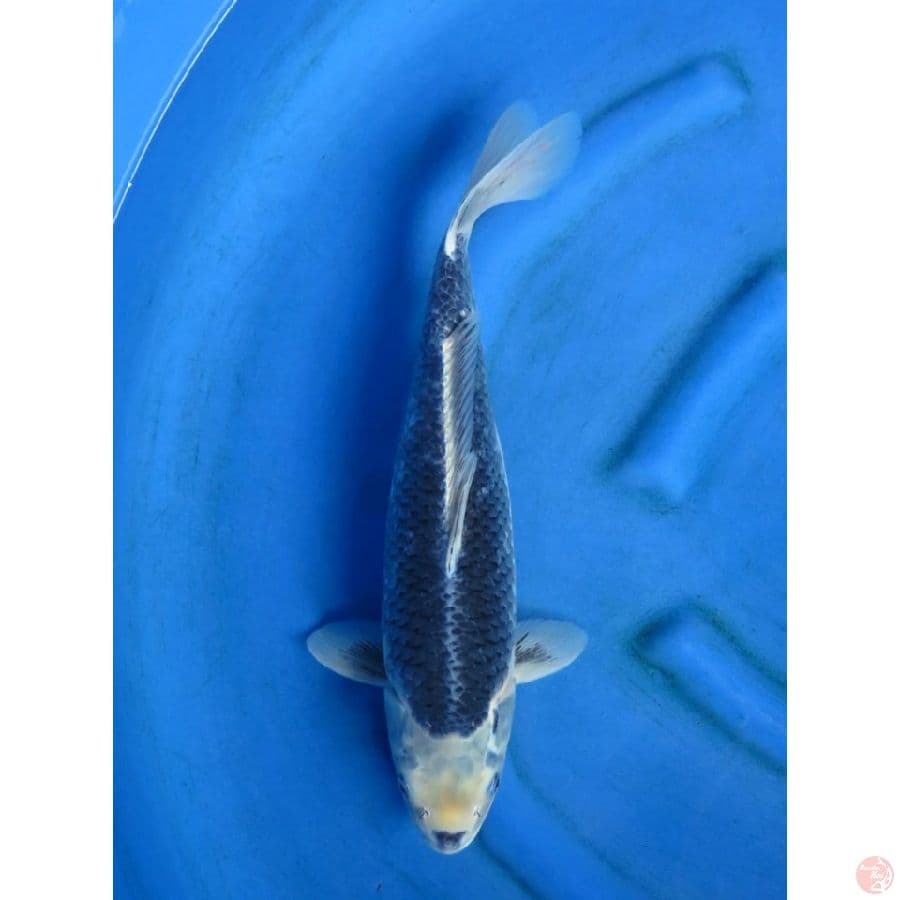 40cm , Matsukawabake