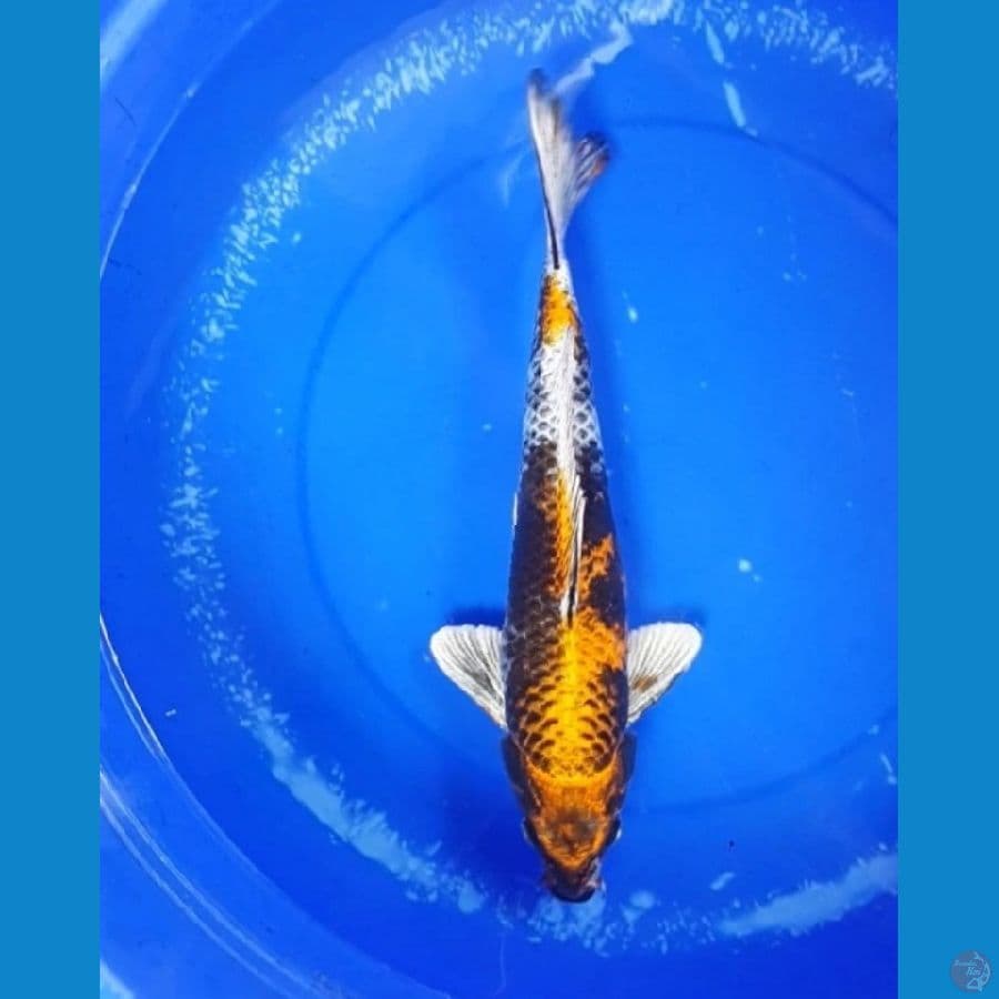 kin Showa Male