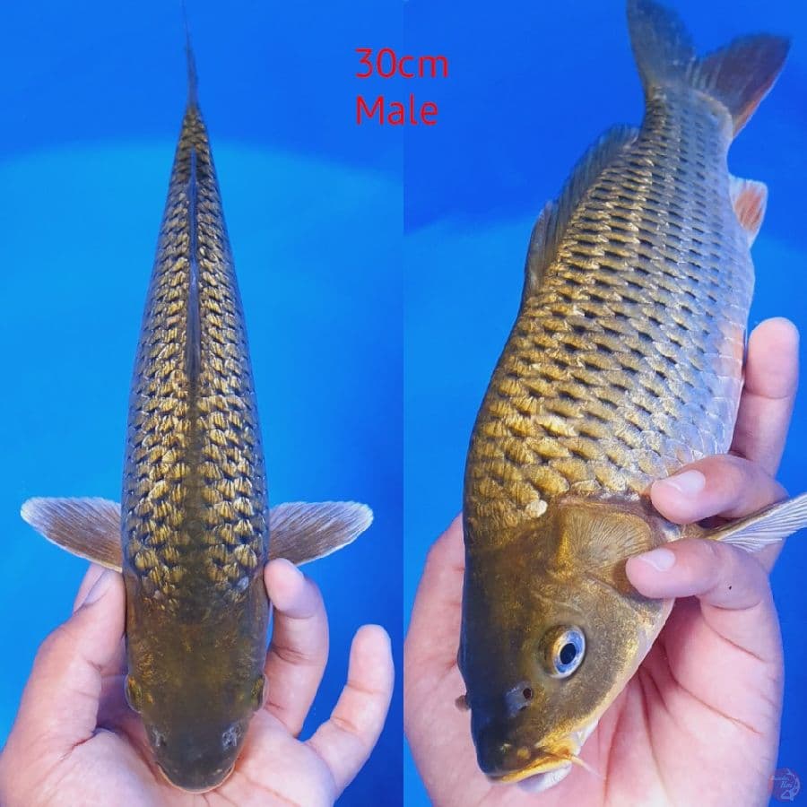 Midori Ginrin Bulky 30cm