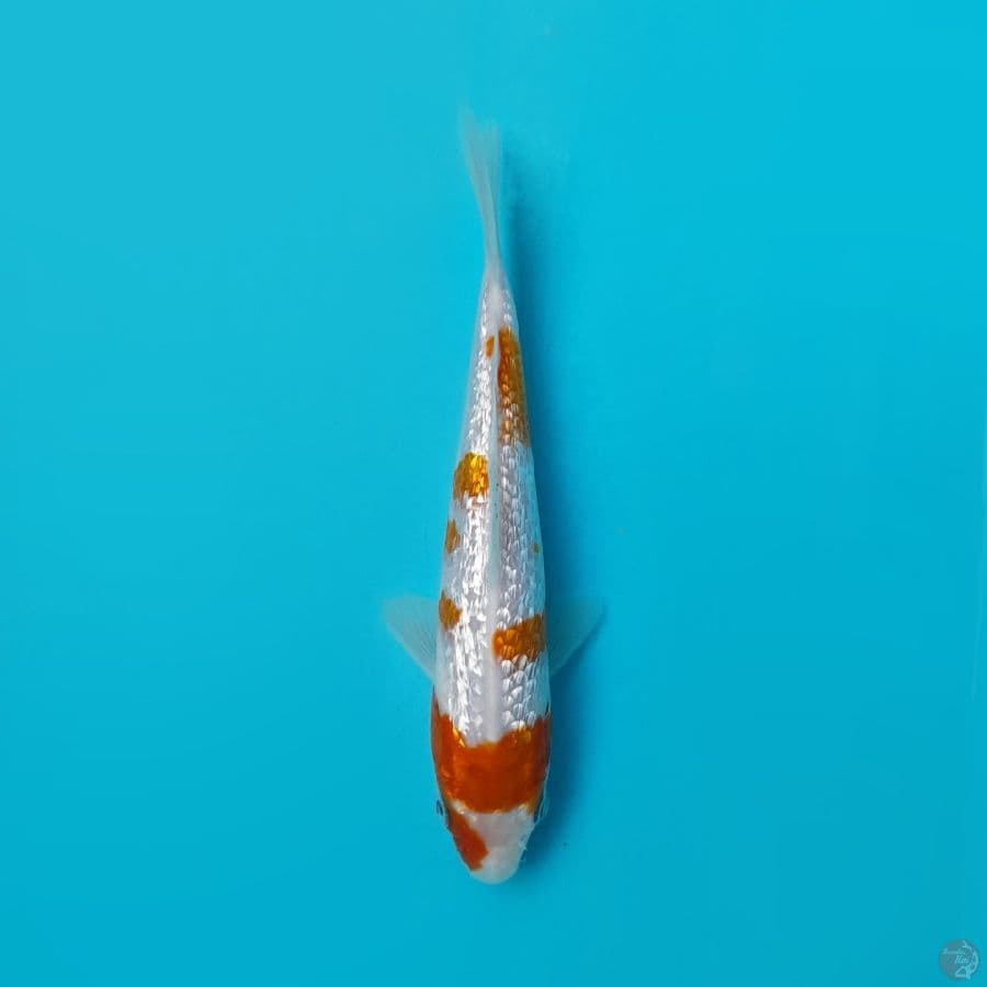 GINRIN KOHAKU DAINICHI SIZE 14 Cm