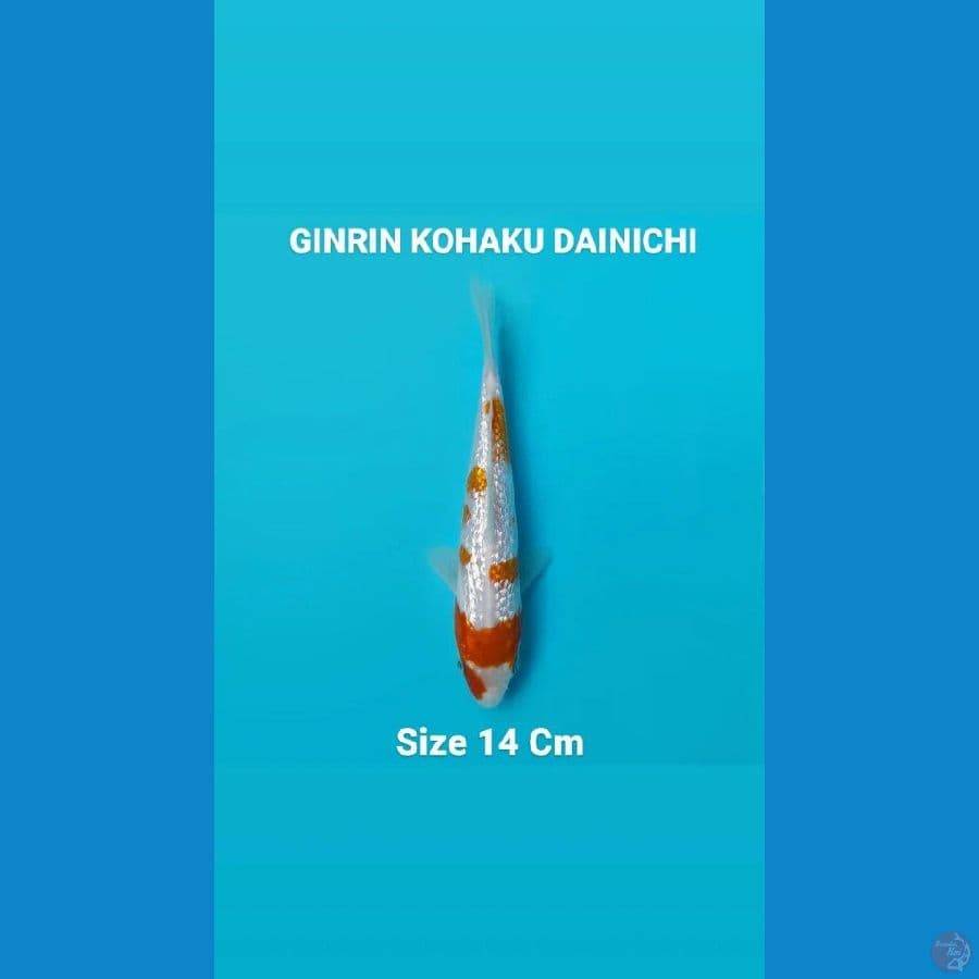 GINRIN KOHAKU DAINICHI SIZE 14 Cm