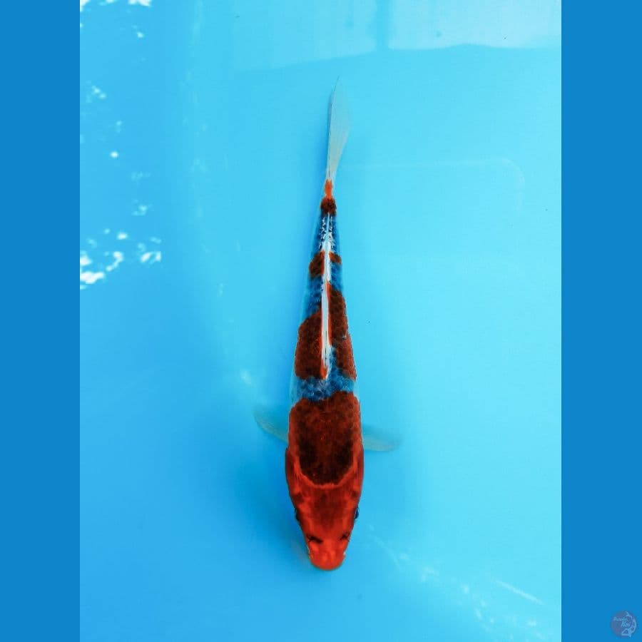 Goshiki Racing Bahan HQ 21cm