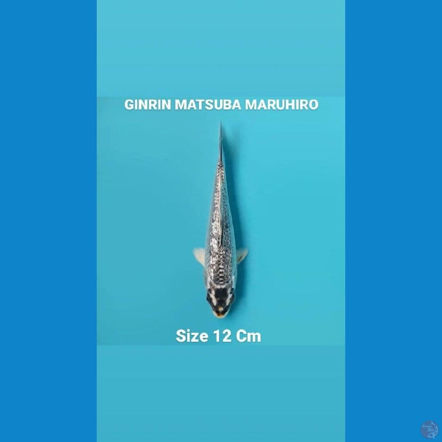 GINRIN MATSUBA MARUHIRO 12 Cm