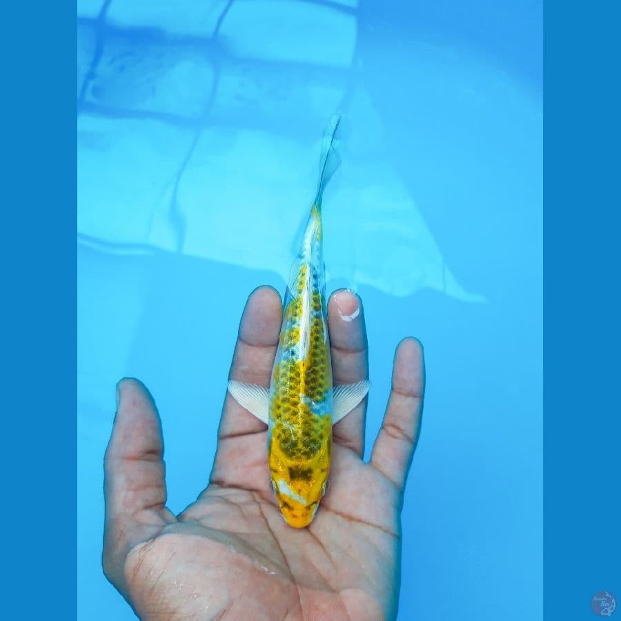 Yellow Kujaku Bahan 14cm