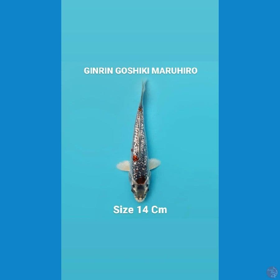 GINRIN GOSHIKI MARUHIRO 14 Cm