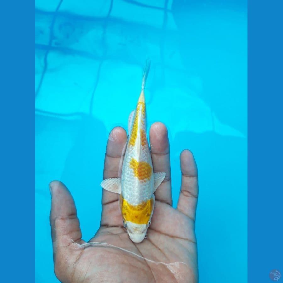 Hariwake Mulus Bahan Keep 15cm