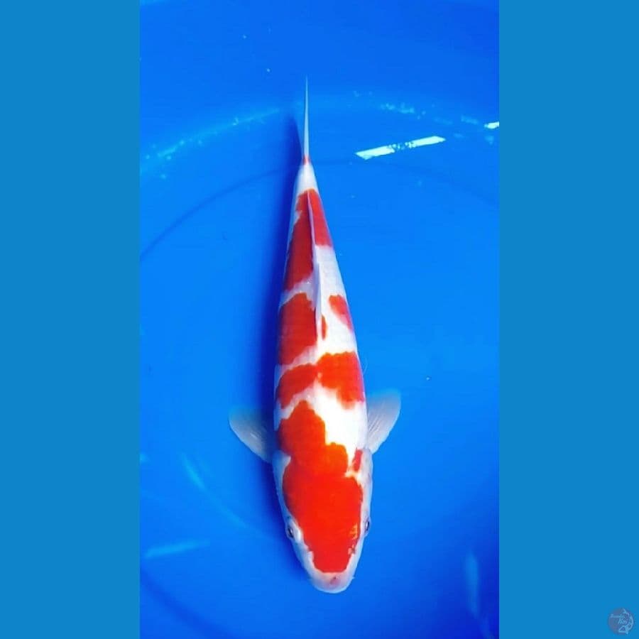 kohaku jantan 34cm