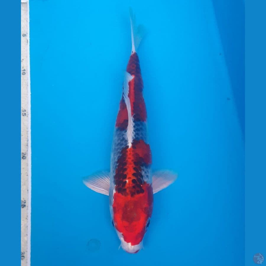 kujaku red semi goshiki