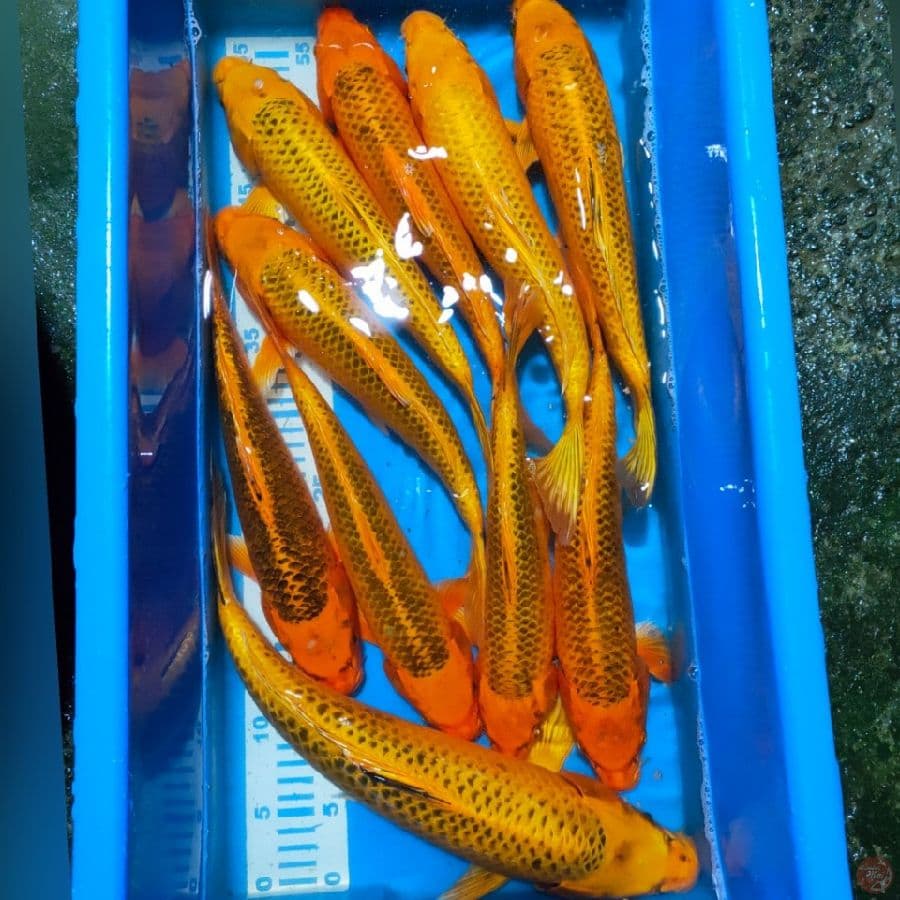 MATSUBA 10EKOR 32-43CM
