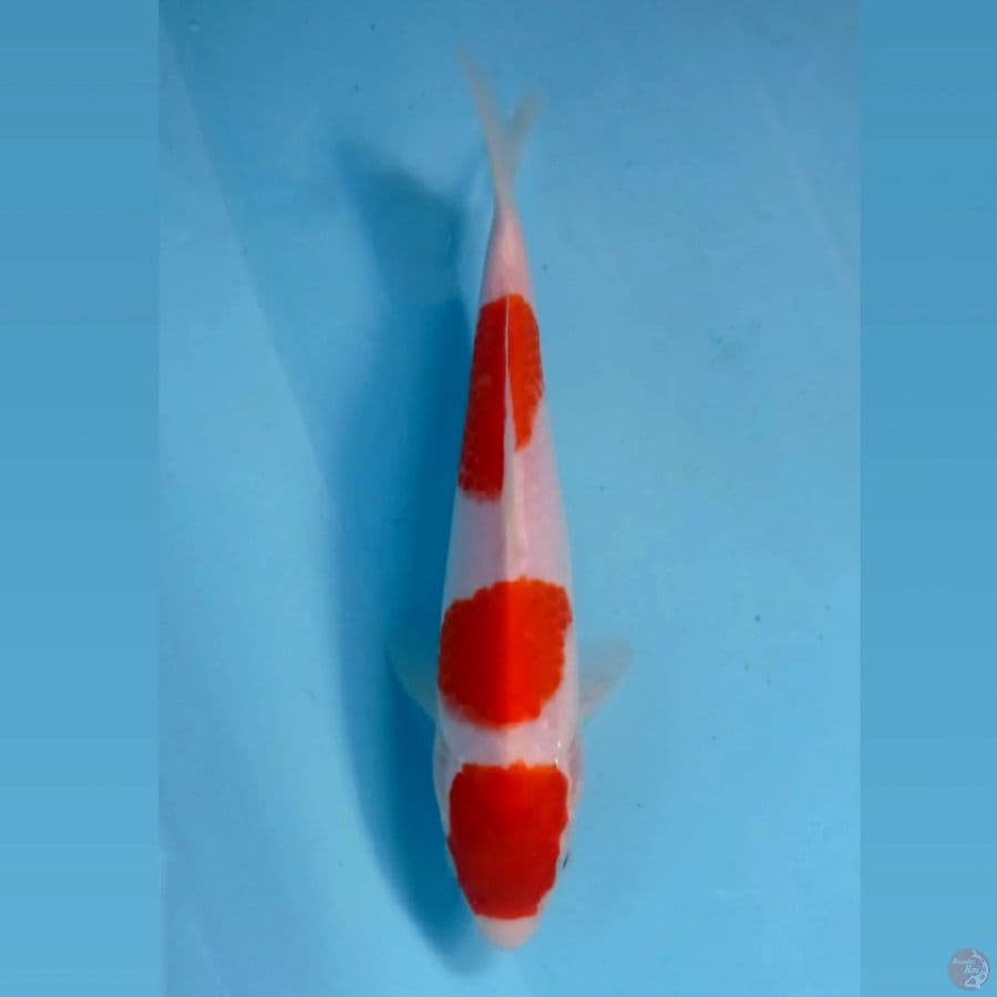 kohaku, 20 cm