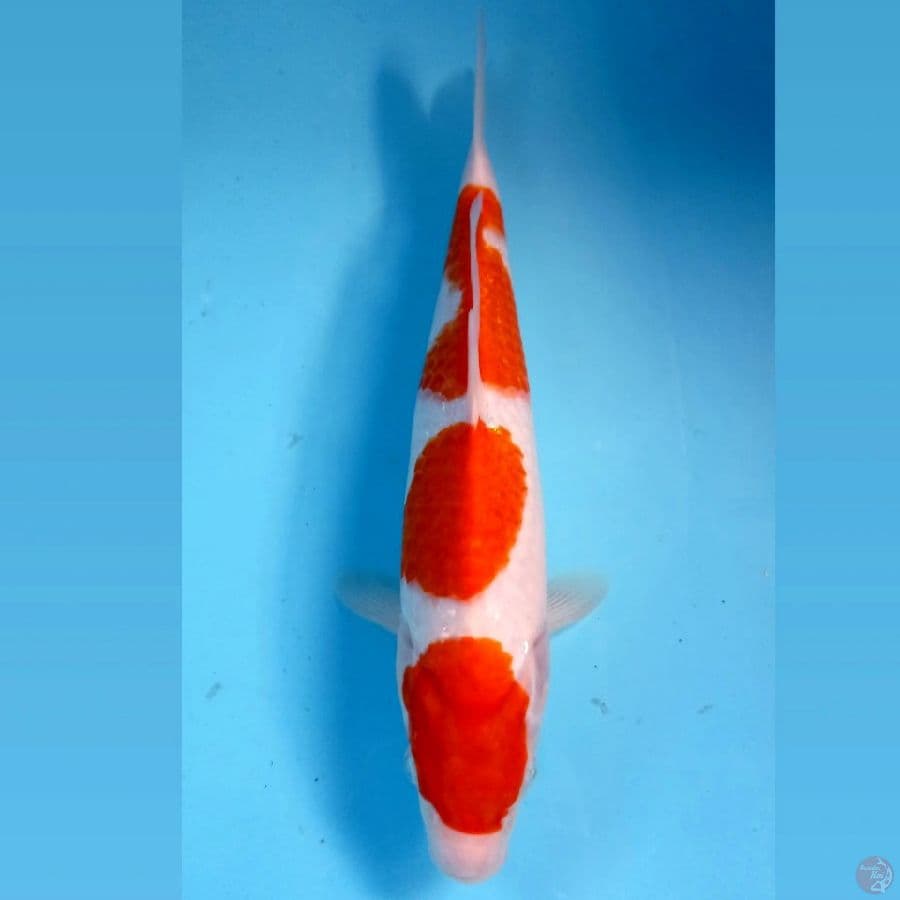 kohaku, 30 cm