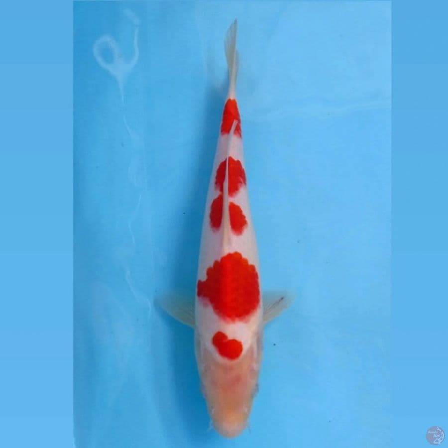 kohaku, 27 cm
