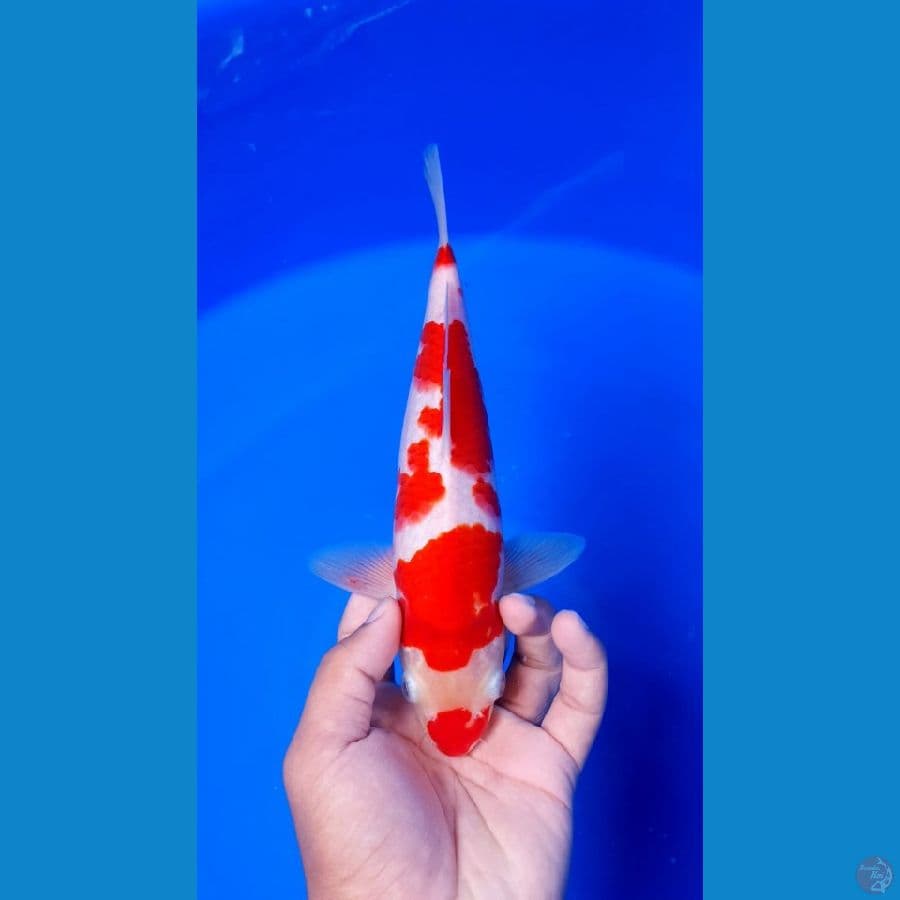 Kucibeni Kohaku 26cm