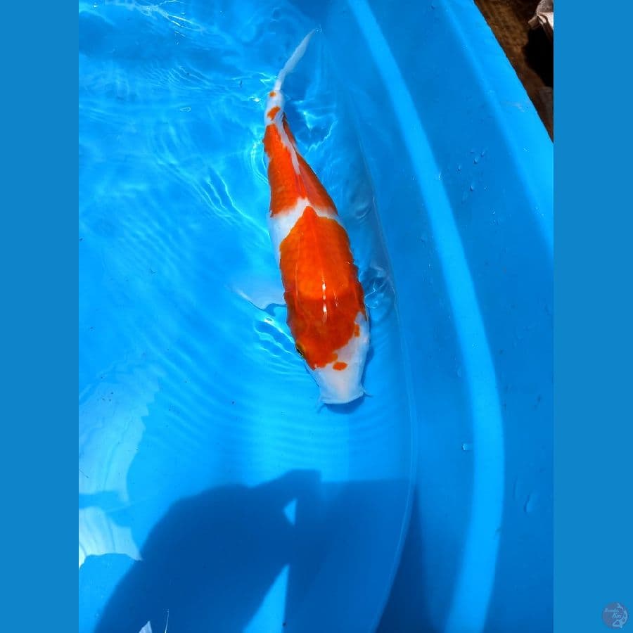 kohaku 38cm