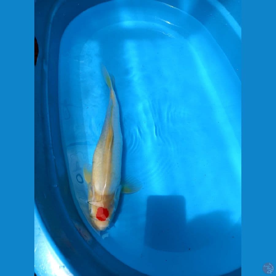 tancho ori 39cm