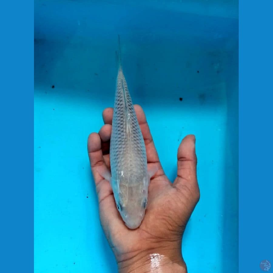 Soragoi tidak bocor size 20 bu