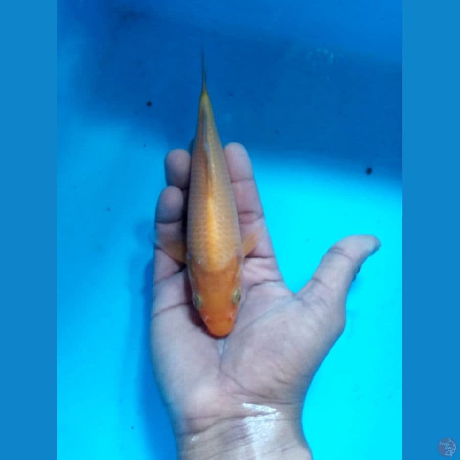 karasi lemon 20 bu
