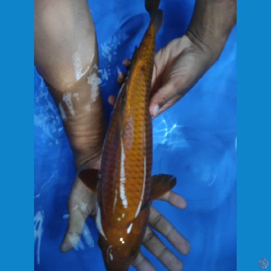 CHAGOI 40CM