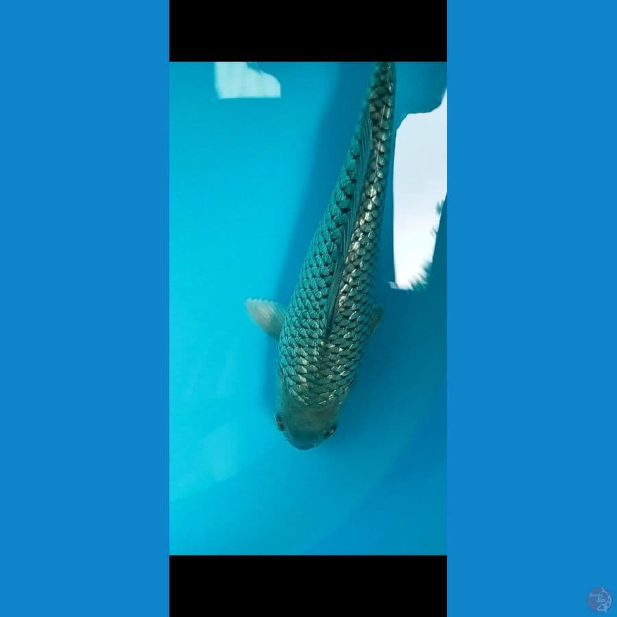 shoragoi ginrin 27cm bulky