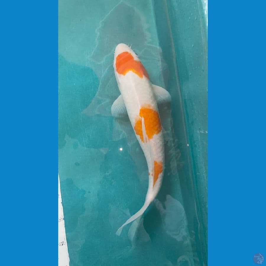 karasi koyo 44cm