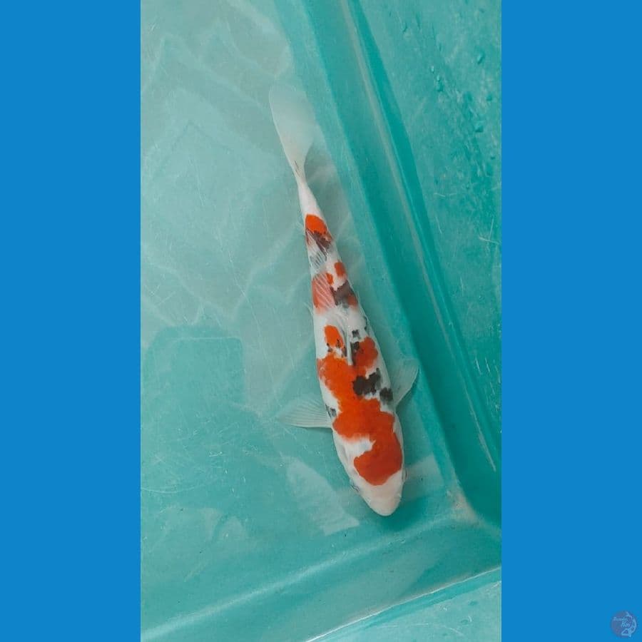 sanke super red 26cm