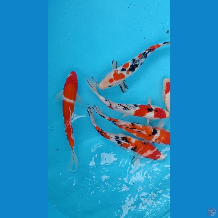 paket kohaku sanke 25 cm 6ekor