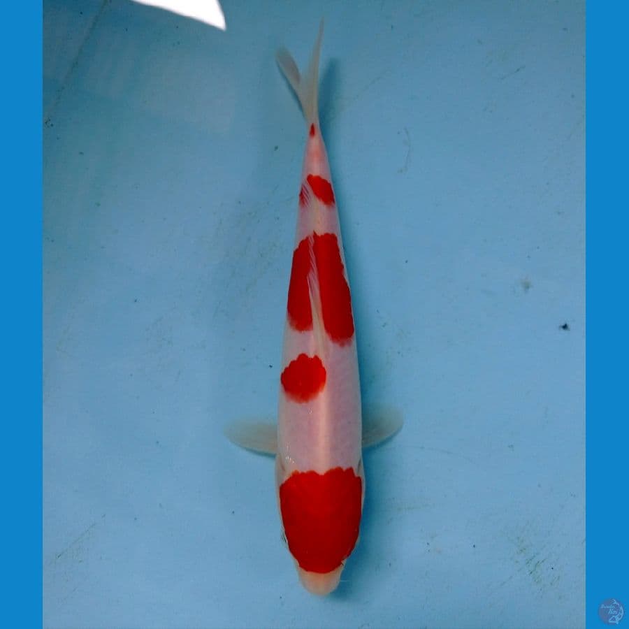 kohaku 19 cm