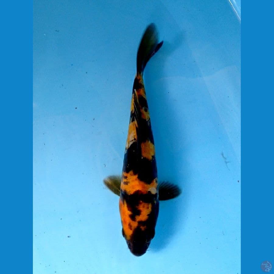 Hi utsuru 18 cm