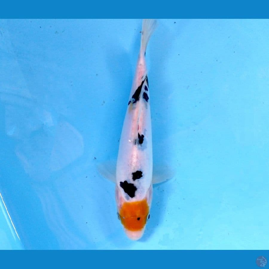 yellow tancho sanke doit 17 cm