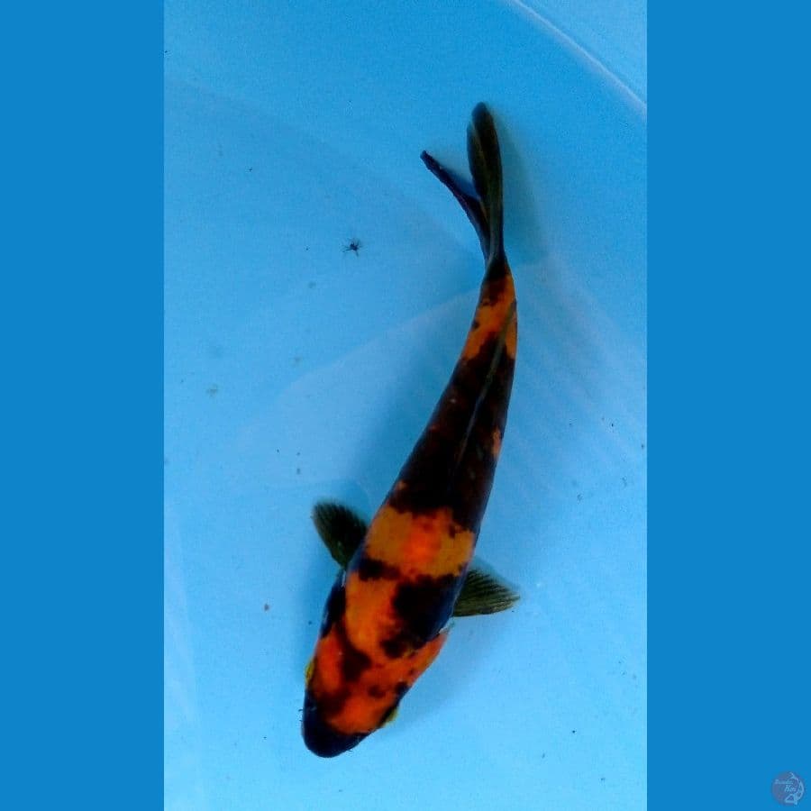 murni hi utsuri 14 cm