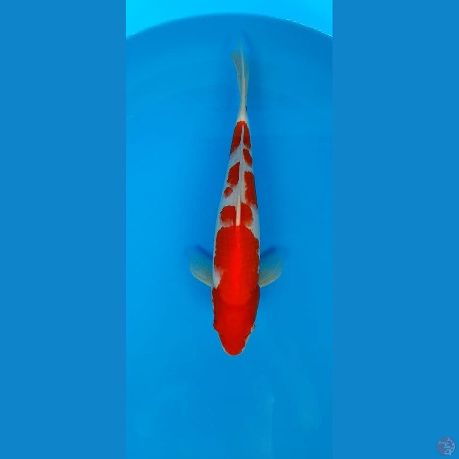 kohaku jantan strong