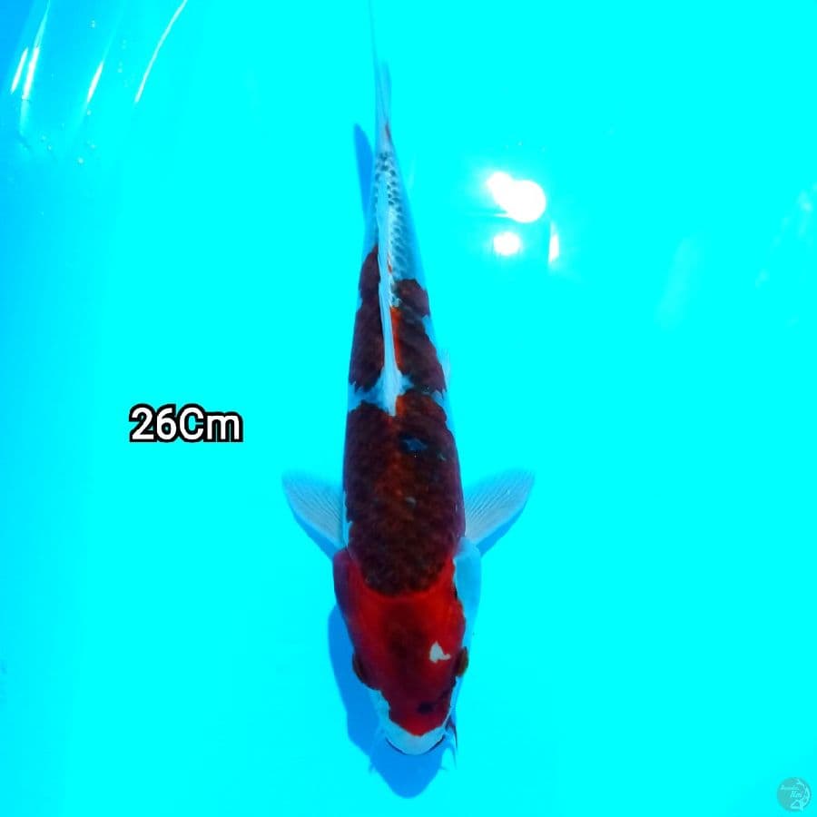 GOSHIKI 26CM