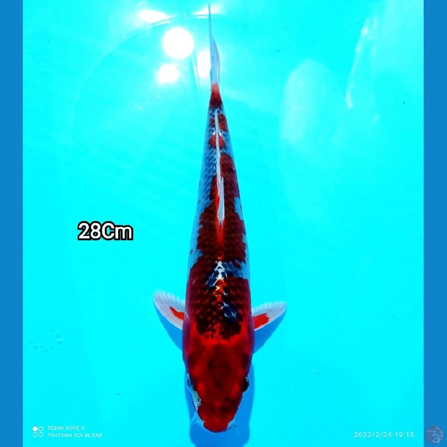 GOSHIKI 28CM