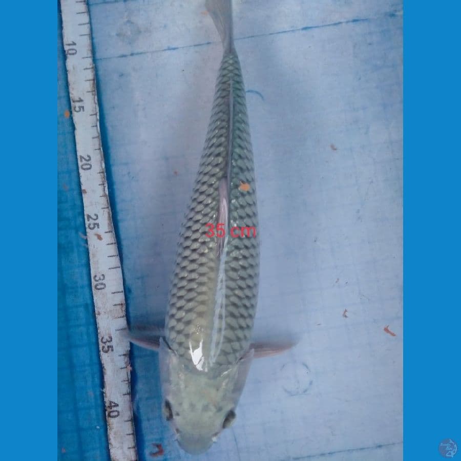 saragoi 35 cm