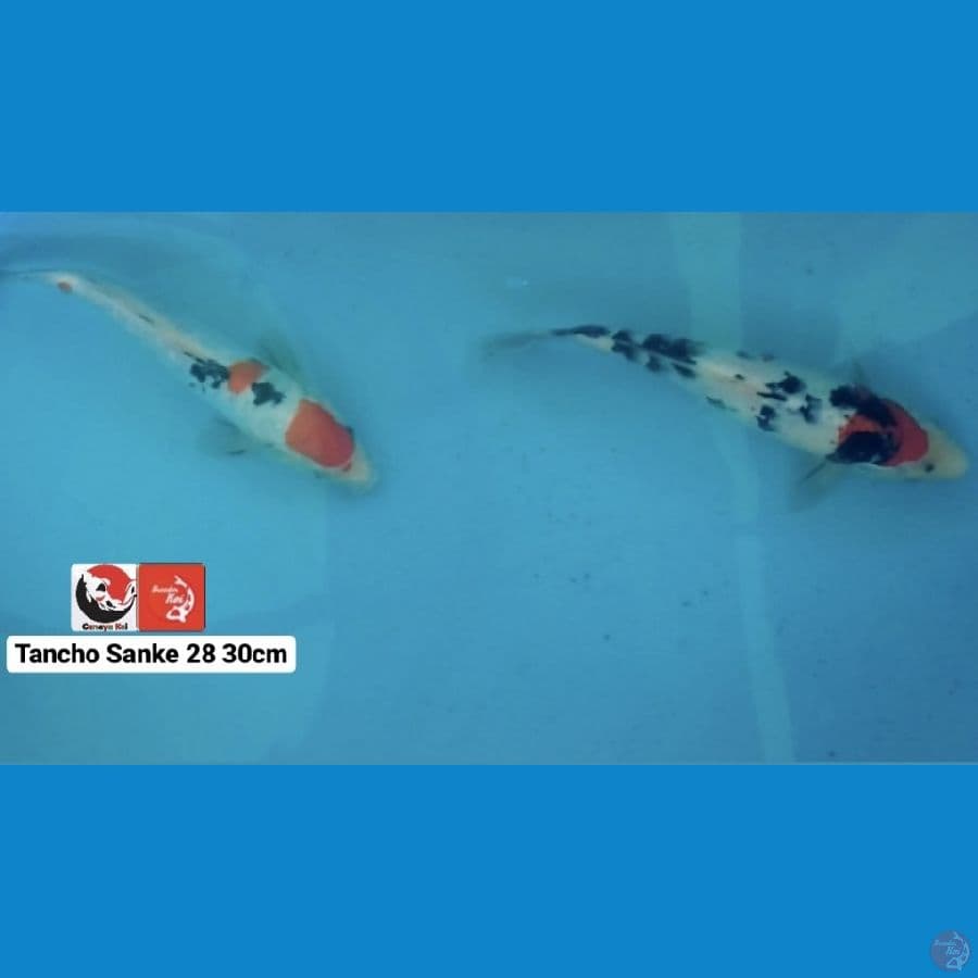 TANCHO SANKE 30CM --- CANAYA KOI FARM