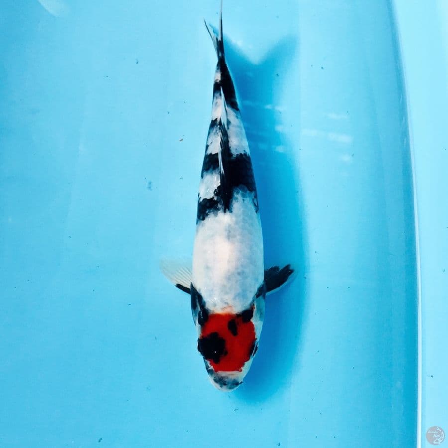 tancho showa, male 25cm