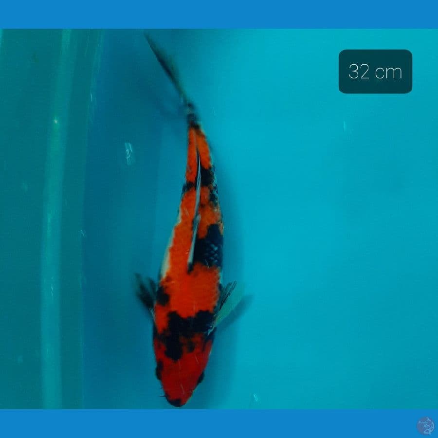 showa 32 cm