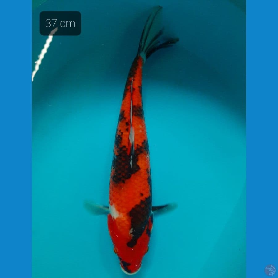 showa 37 cm