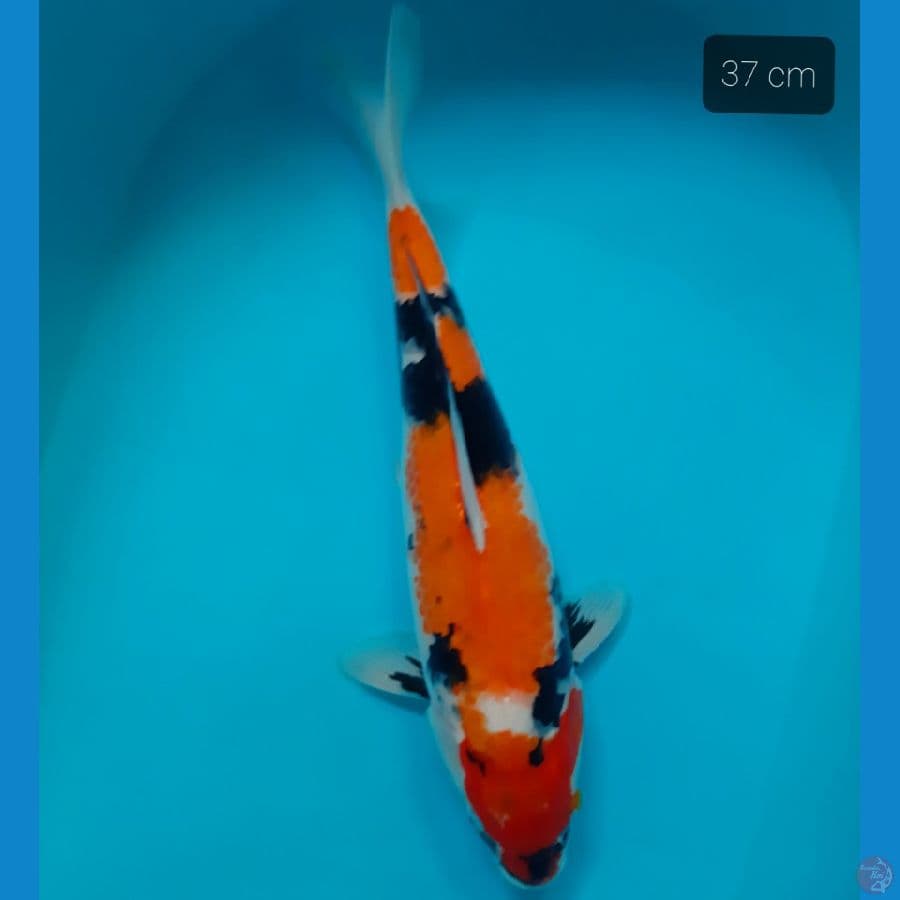 showa 37 cm