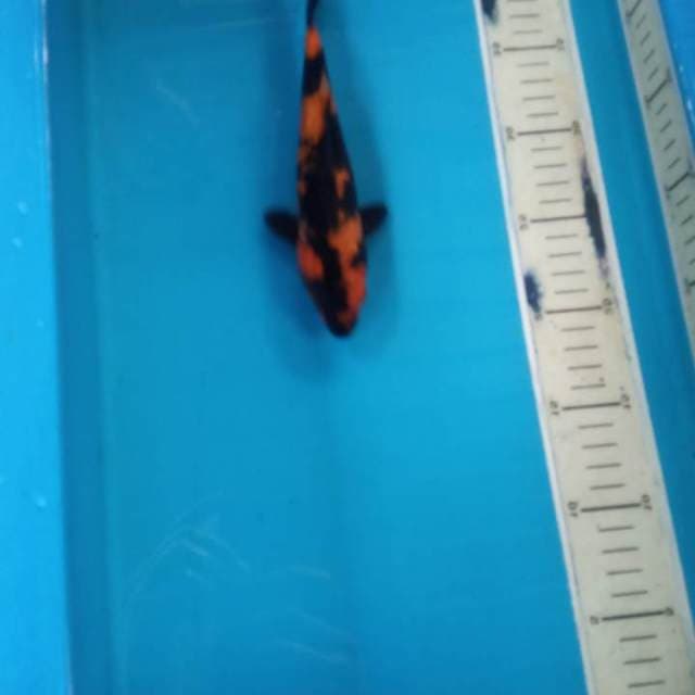 Hi Utsuri 21cm