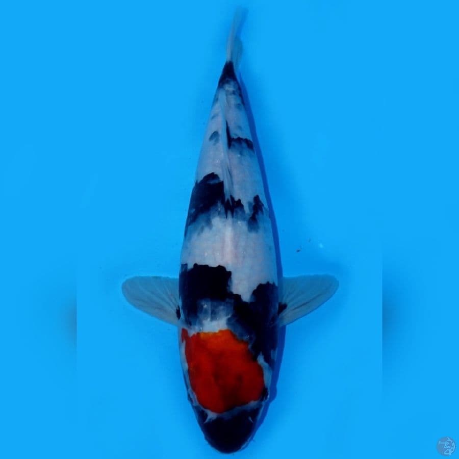 FIX 1 ~ TANCHO SHOWA MASTERPIECE 35CM