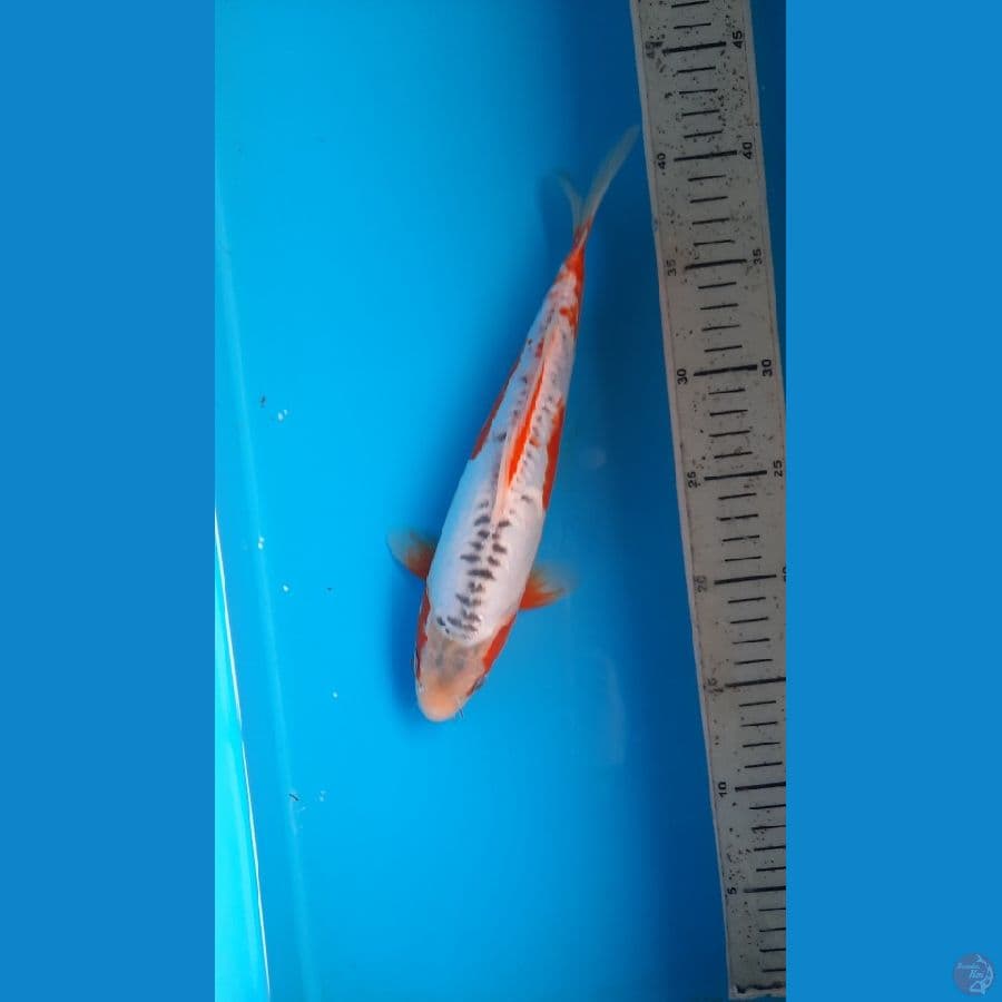 shusui 27cm