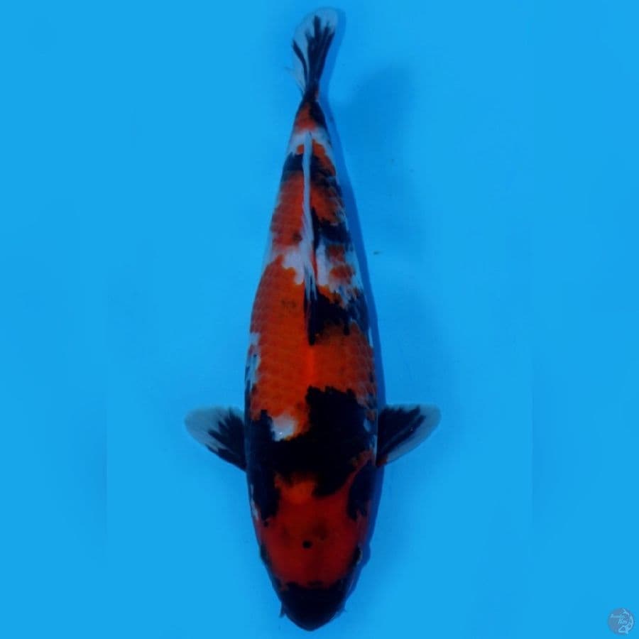 FIX 7 ~ SHOWA SANSHOKU SUPERSTAR 30CM
