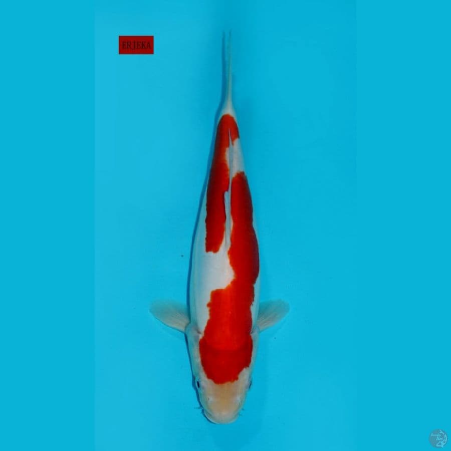 KOHAKU INAZUMA DOITSU, 32CM