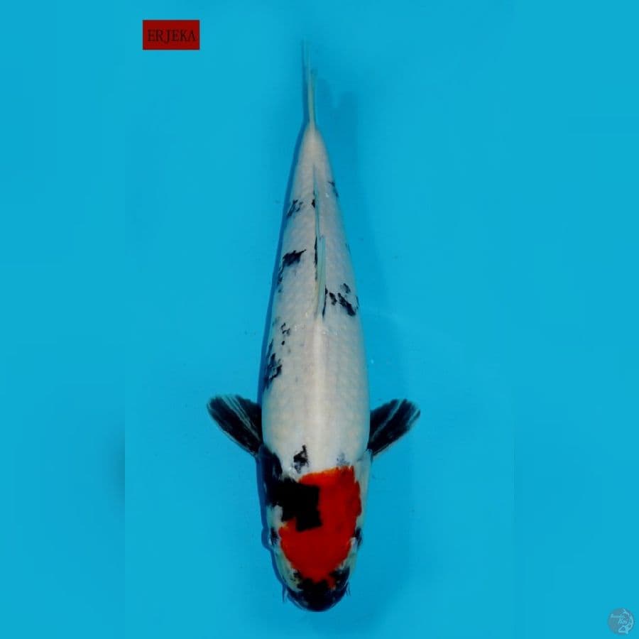 TANCHO SHOWA ORIGINAL, 38 CM