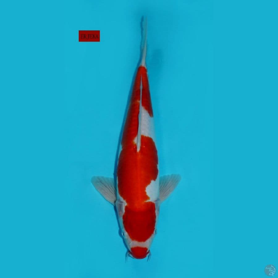 KOHAKU DOITSU, 32CM