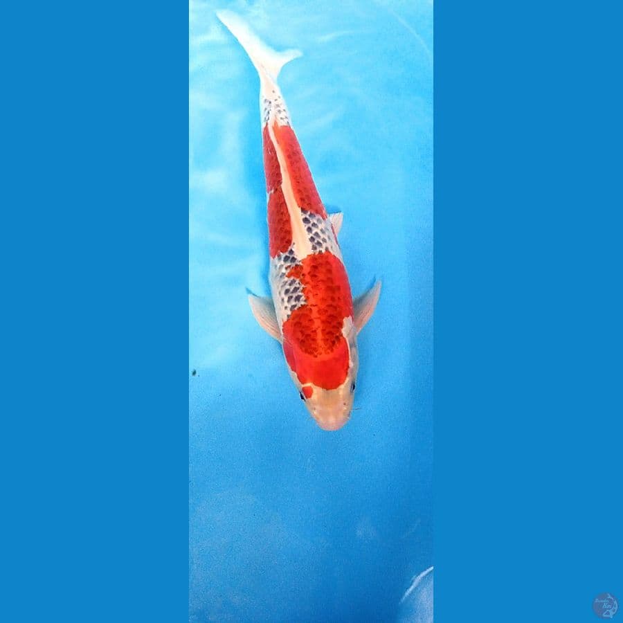 SUPER RED GHOSIKI MALE 40 BU/39 CM f2 omosako