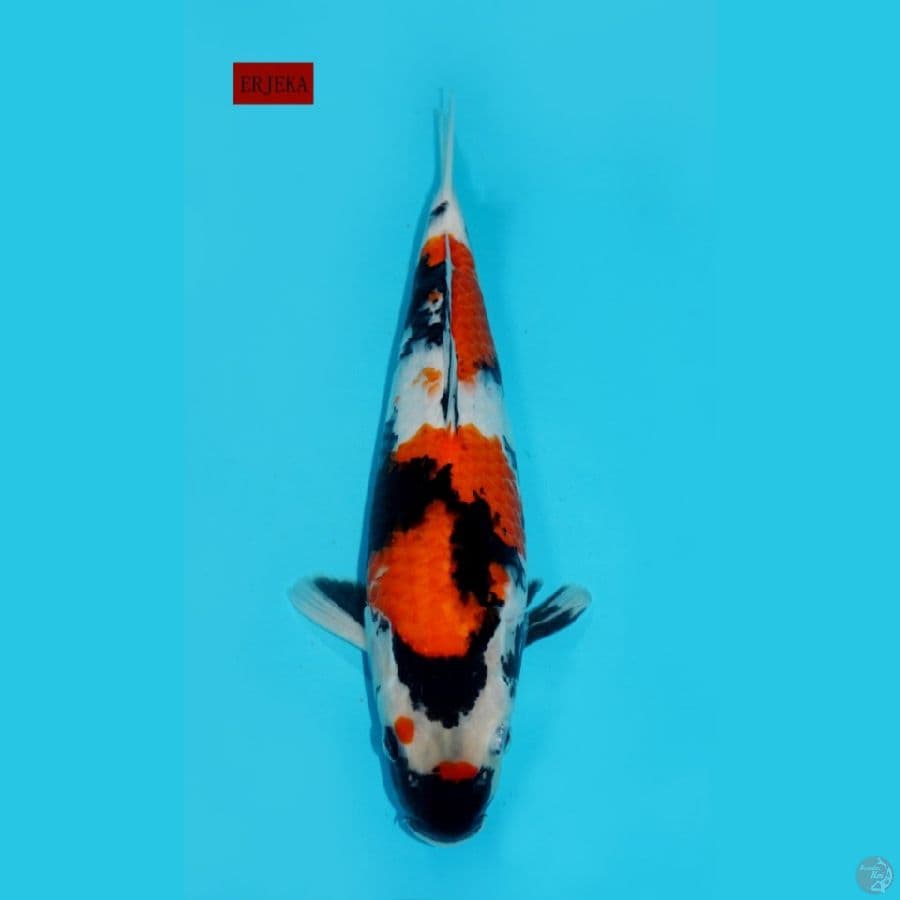 KINDAI SHOWA, 36CM