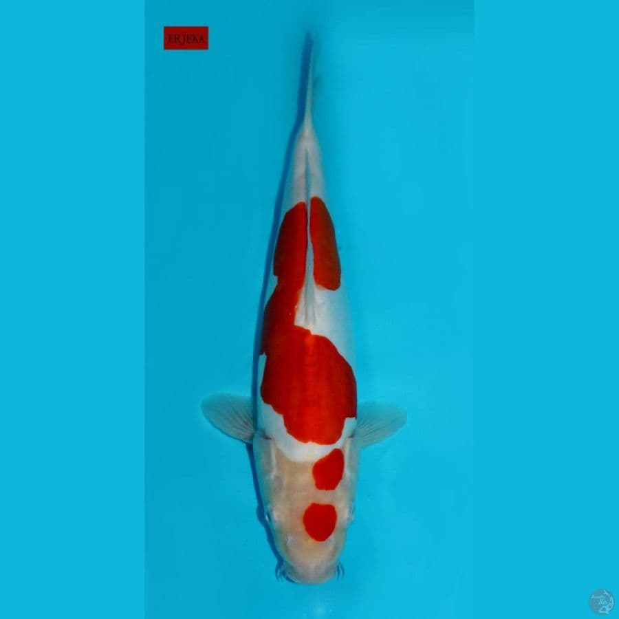 MARUTEN KOHAKU DOITSU, 35CM